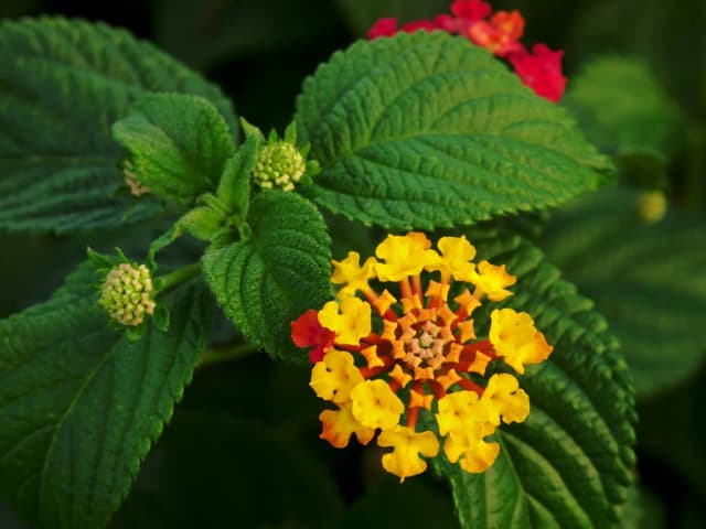LANTANA CAMARA LEAF WATER 대표 사진