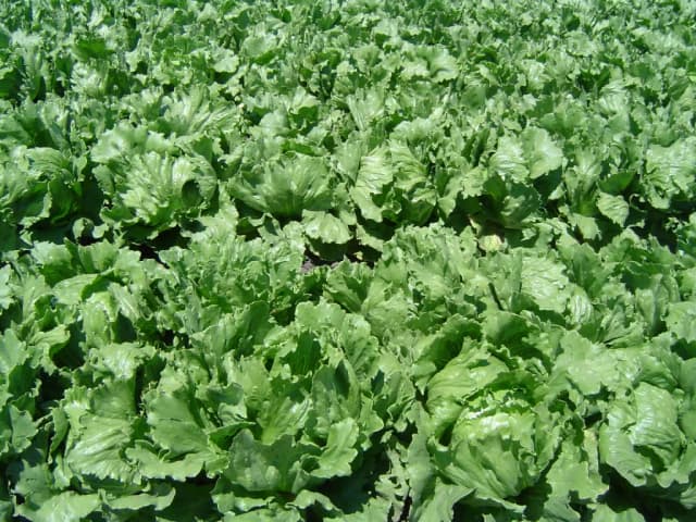 LACTUCA SATIVA LEAF EXTRACT 대표 사진
