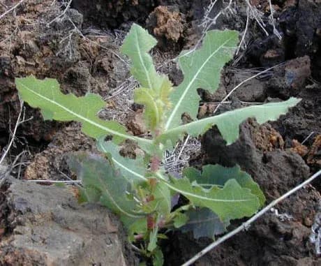 LACTUCA SCARIOLA SATIVA LEAF JUICE 대표 사진