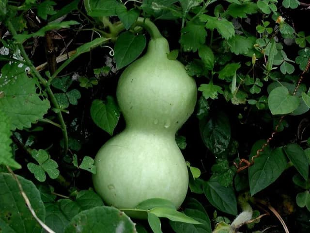 LAGENARIA SICERARIA FRUIT EXTRACT 대표 사진