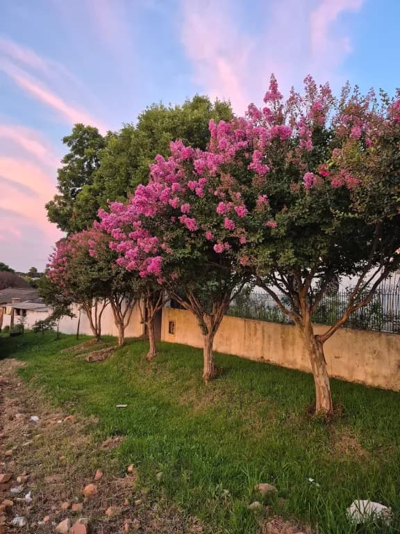 LAGERSTROEMIA INDICA PHYTOPLACENTA EXTRACT 대표 사진
