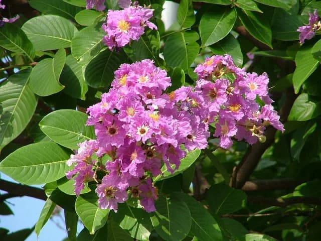 LAGERSTROEMIA SPECIOSA LEAF EXTRACT 대표 사진