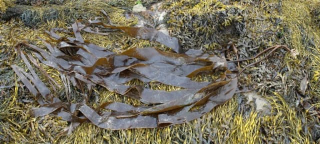 LAMINARIA DIGITATA WATER 대표 사진