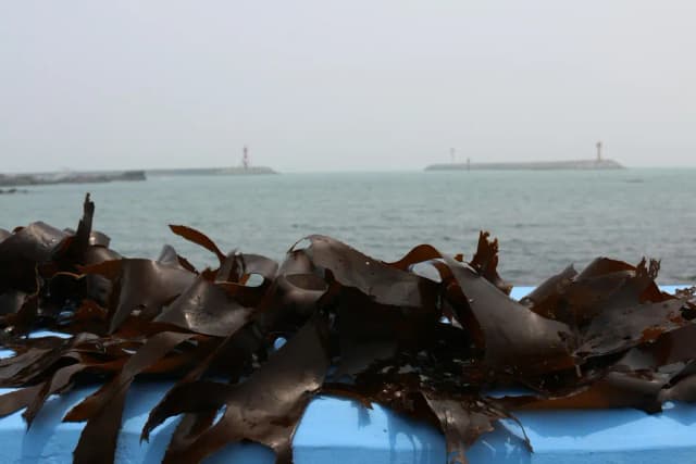 LAMINARIA JAPONICA WATER 대표 사진