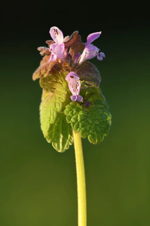 LAMIUM PURPUREUM EXTRACT 대표 사진
