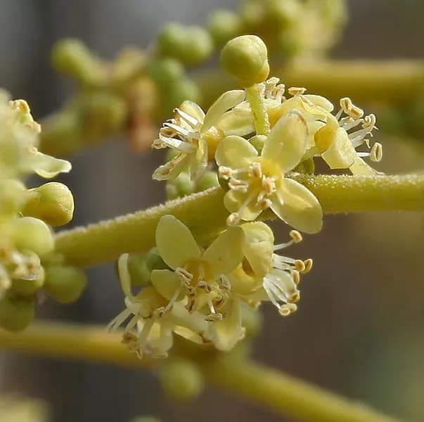 LANNEA COROMANDELICA BARK EXTRACT 대표 사진