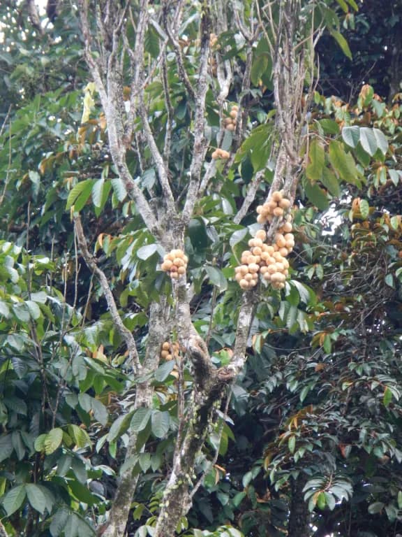 LANSIUM DOMESTICUM PERICARP EXTRACT 대표 사진