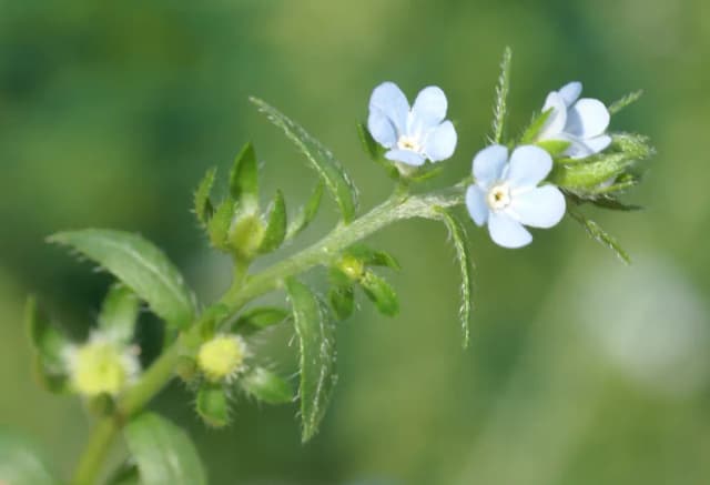 LAPPULA SQUARROSA SEED OIL 대표 사진