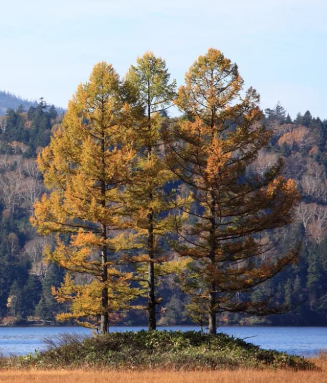 LARIX KAEMPFERI BARK/WOOD EXTRACT 대표 사진