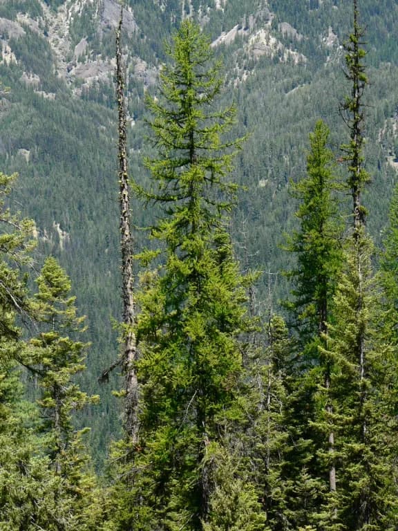 LARIX OCCIDENTALIS OIL 대표 사진