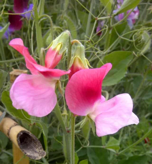 LATHYRUS ODORATUS WATER 대표 사진