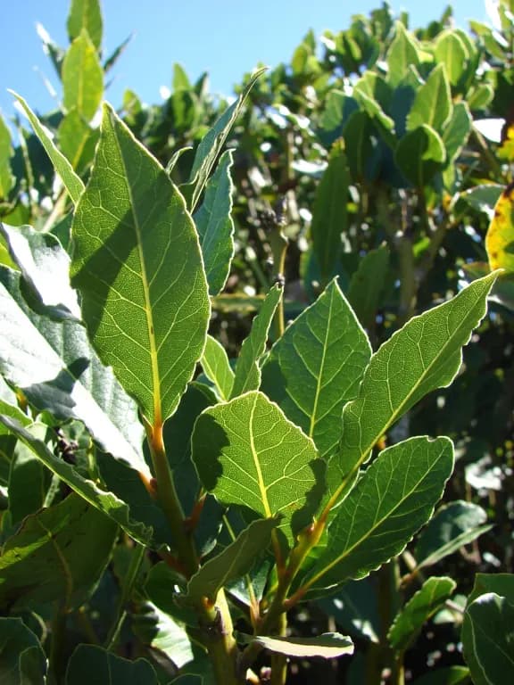 LAURUS NOBILIS LEAF OIL 대표 사진