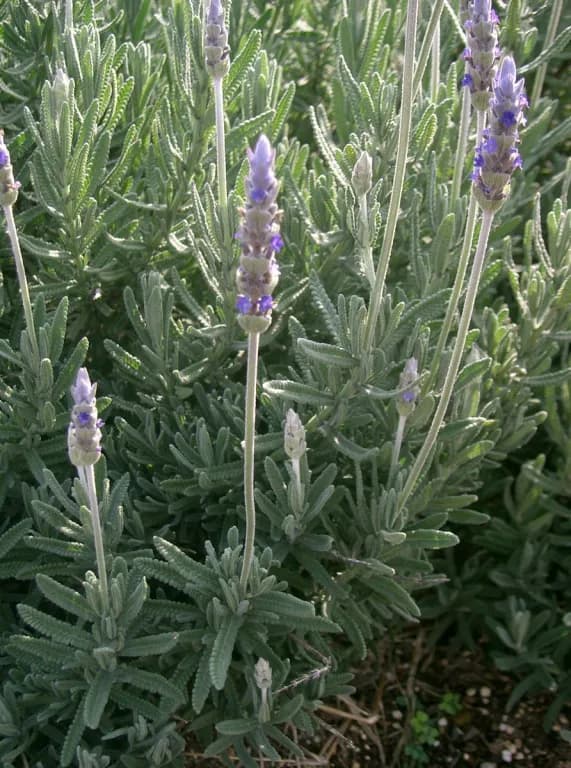 LAVANDULA DENTATA WATER 대표 사진