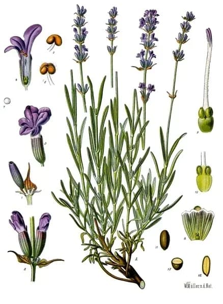 LAVANDULA OFFICINALIS FLOWER/(SARRACENIA LEUCOPHYLLA/SARRACENIA PURPUREA FLOWER/LEAF/STALK)/(HYPERICUM PERFORATUM/MELISSA OFFICINALIS FLOWER/LEAF/STEM)/CAMELLIA SINENSIS LEAF/(ELEUTHEROCOCCUS SENTICOSUS/LICORICE ROOT) EXTRACT 대표 사진