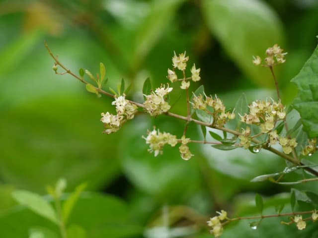 LAWSONIA INERMIS CALLUS CULTURE EXTRACT 대표 사진