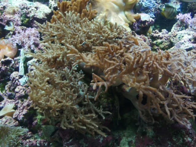 LEATHER CORAL EXTRACT 대표 사진