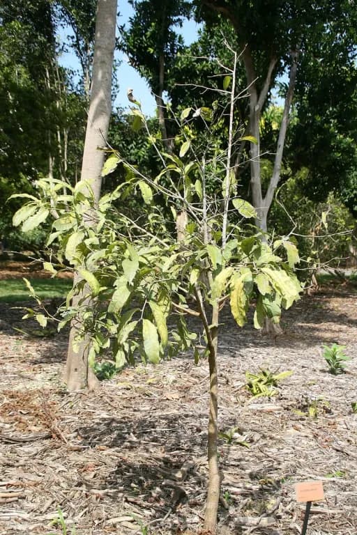 LECYTHIS MINOR SEED OIL 대표 사진