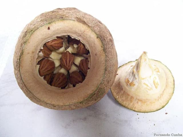 LECYTHIS PISONIS SEED FERMENT OIL 대표 사진