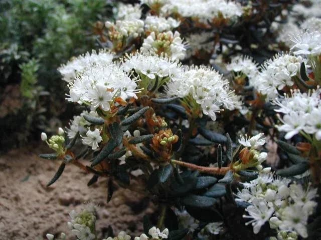 LEDUM PALUSTRE LEAF OIL 대표 사진