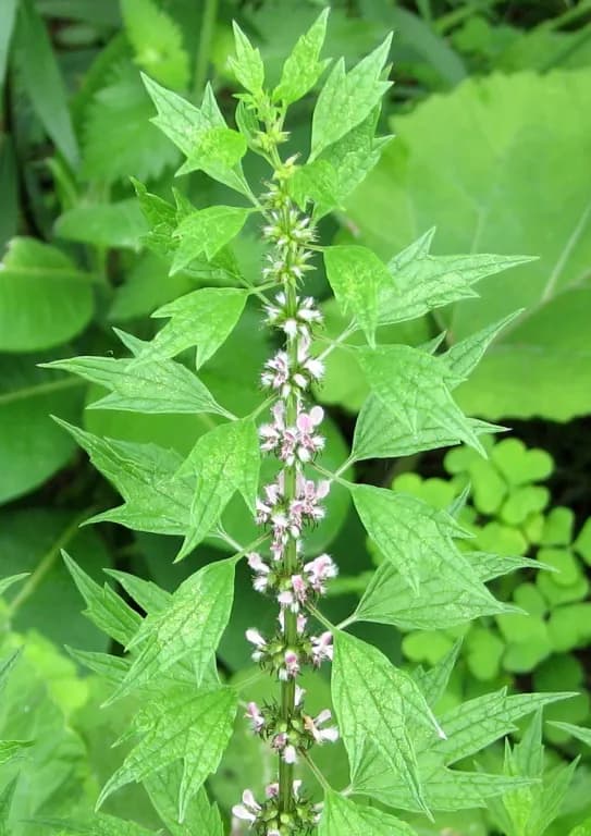 LEONURUS CARDIACA LEAF/STEM EXTRACT 대표 사진