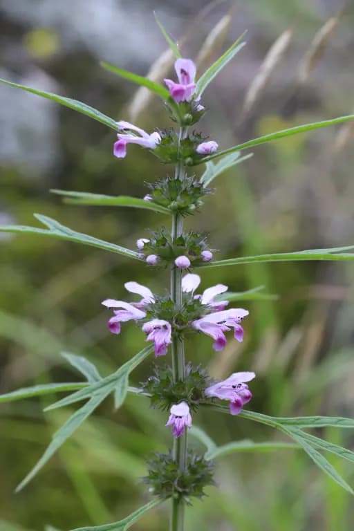 LEONURUS JAPONICUS EXTRACT 대표 사진