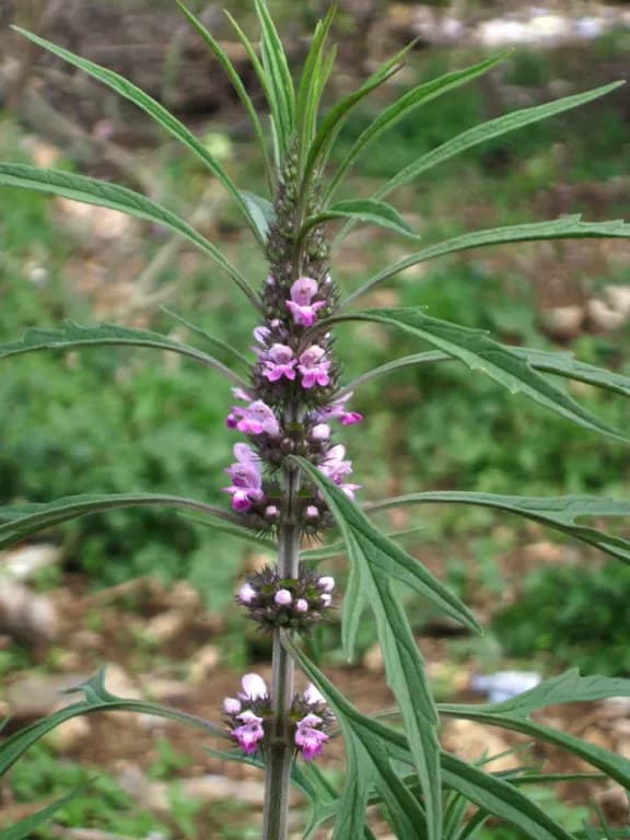 LEONURUS SIBIRICUS CALLUS CULTURE EXTRACT 대표 사진