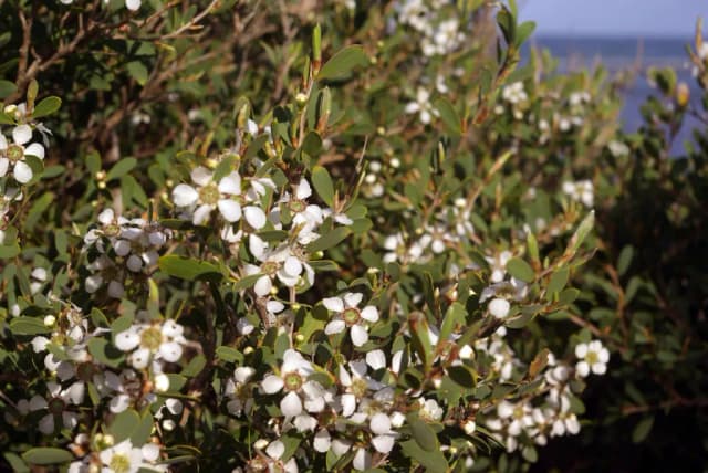 LEPTOSPERMUM LAEVIGATUM BRANCH/LEAF OIL 대표 사진