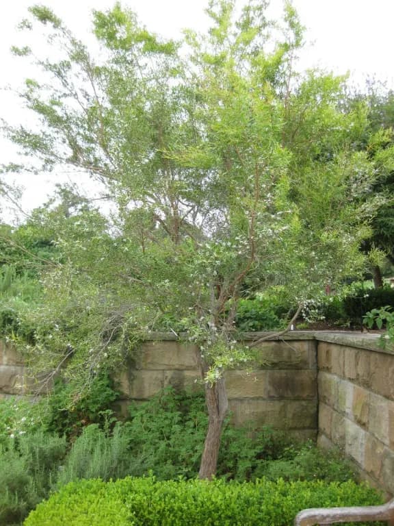 LEPTOSPERMUM PETERSONII BRANCH/LEAF OIL 대표 사진