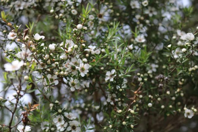 LEPTOSPERMUM SCOPARIUM LEAF WATER 대표 사진