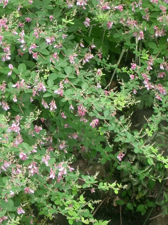 LESPEDEZA BICOLOR BARK EXTRACT 대표 사진