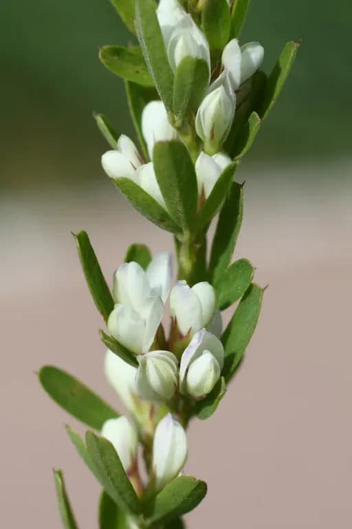 LESPEDEZA CUNEATA CALLUS EXTRACT 대표 사진