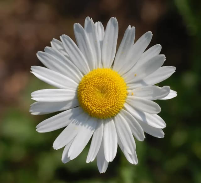 LEUCANTHEMUM VULGARE SEED EXTRACT 대표 사진