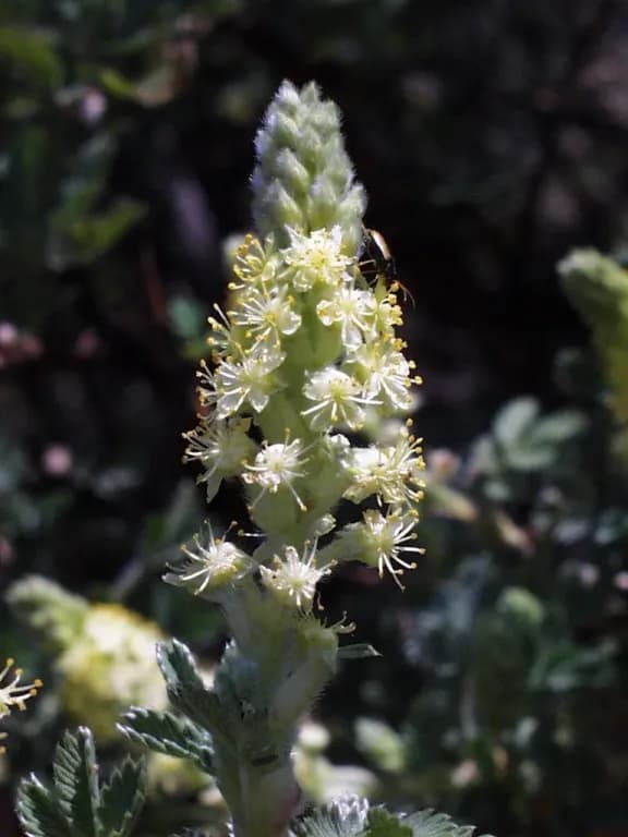 LEUCOSIDEA SERICEA LEAF EXTRACT 대표 사진