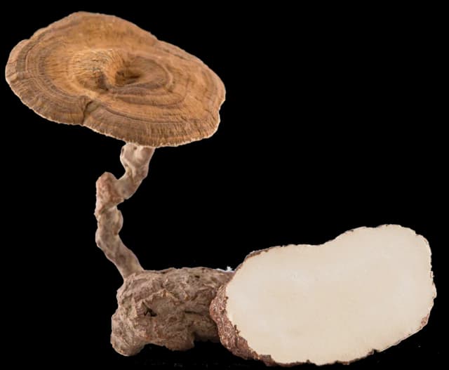 LIGNOSUS RHINOCERUS SCLEROTIUM EXTRACT 대표 사진