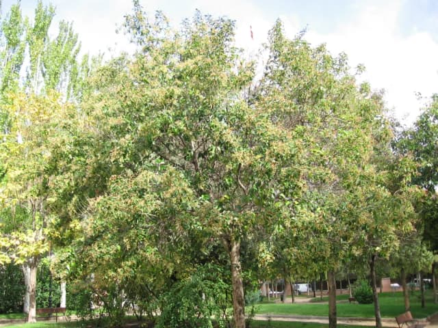 LIGUSTRUM JAPONICUM WOOD EXTRACT 대표 사진