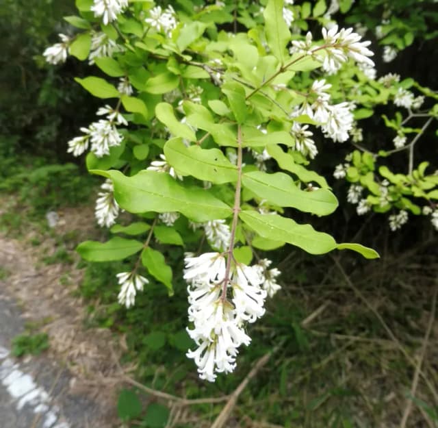 LIGUSTRUM OBTUSIFOLIUM BRANCH/LEAF EXTRACT 대표 사진