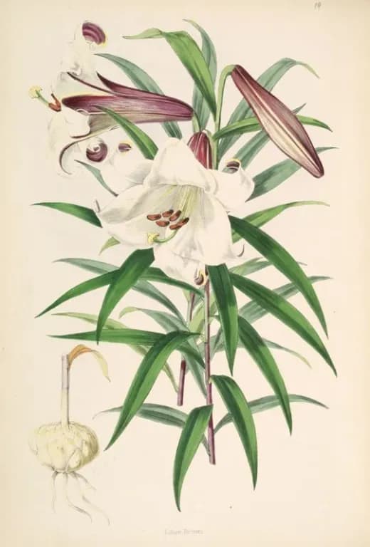 LILIUM BROWNII BULB EXTRACT 대표 사진