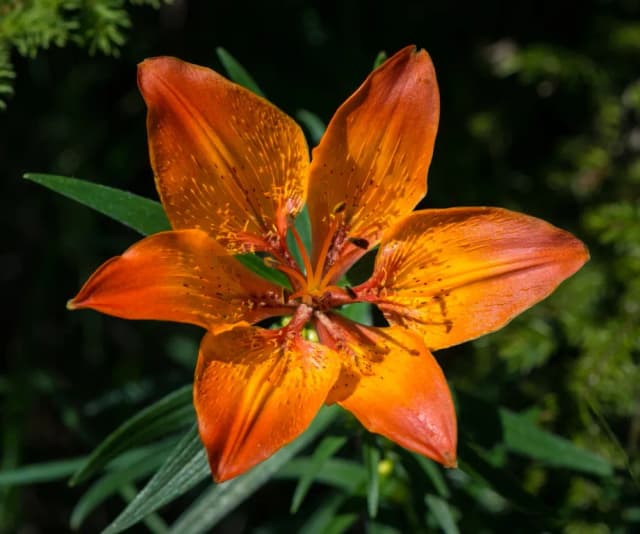LILIUM BULBIFERUM FLOWER/LEAF/STEM JUICE 대표 사진
