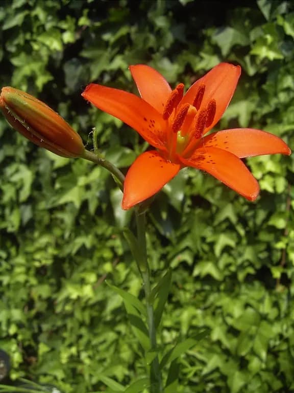 LILIUM CONCOLOR FLOWER EXTRACT 대표 사진