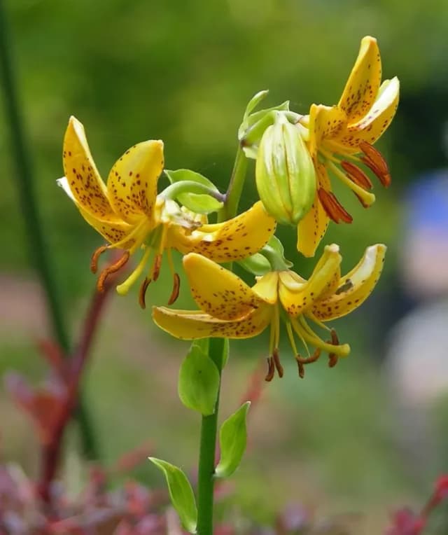 LILIUM HANSONII FLOWER EXTRACT 대표 사진
