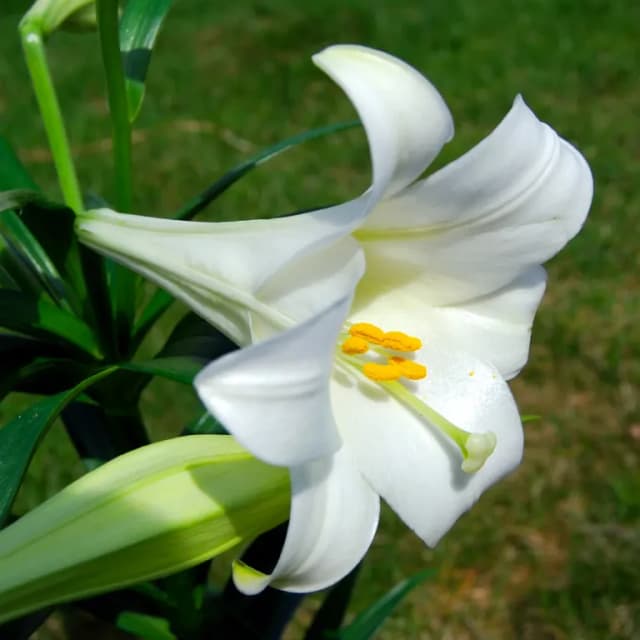 LILIUM LONGIFLORUM BULB EXTRACT 대표 사진