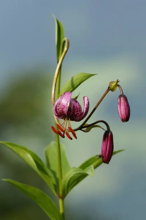 LILIUM MARTAGON BULB EXTRACT 대표 사진