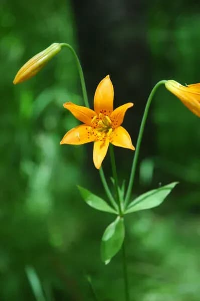 LILIUM PARVUM FLOWER EXTRACT 대표 사진