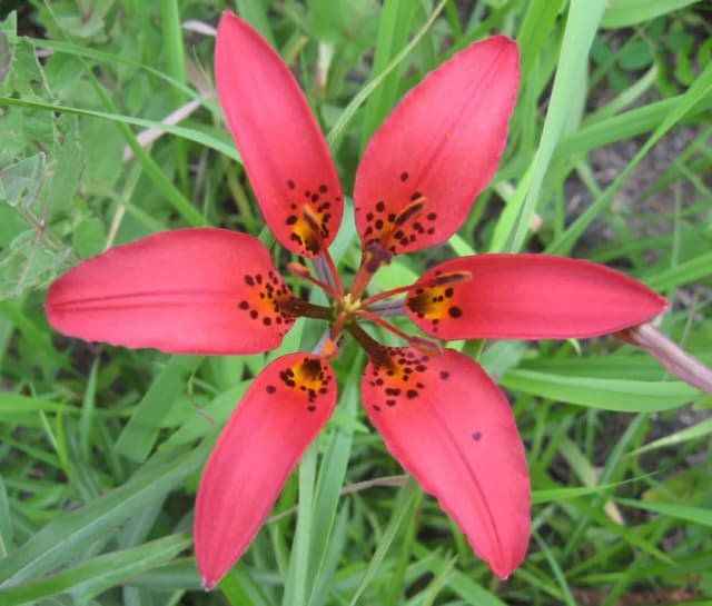 LILIUM PHILADELPHICUM FLOWER EXTRACT 대표 사진