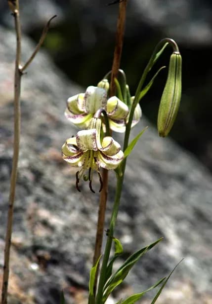 LILIUM POLYPHYLLUM FLOWER EXTRACT 대표 사진