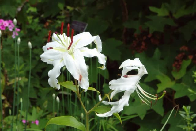 LILIUM SPECIOSUM CALLUS EXTRACT 대표 사진