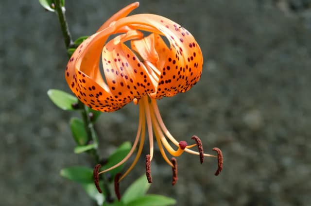 LILIUM TIGRINUM BULB EXTRACT 대표 사진