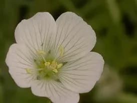 LIMNANTHES ALBA SEED POWDER 대표 사진