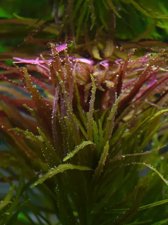 LIMNOPHILA CHINENSIS LEAF EXTRACT 대표 사진