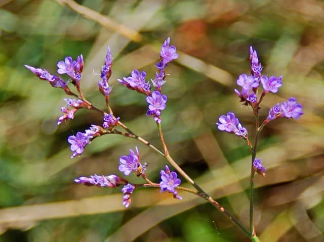 LIMONIUM NARBONENSE FLOWER/LEAF/STEM EXTRACT 대표 사진